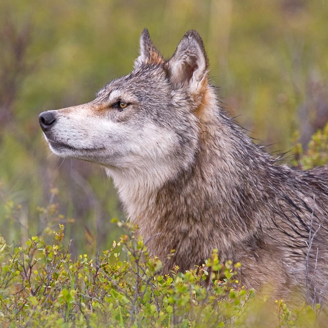 close up of a wolf looking sideways