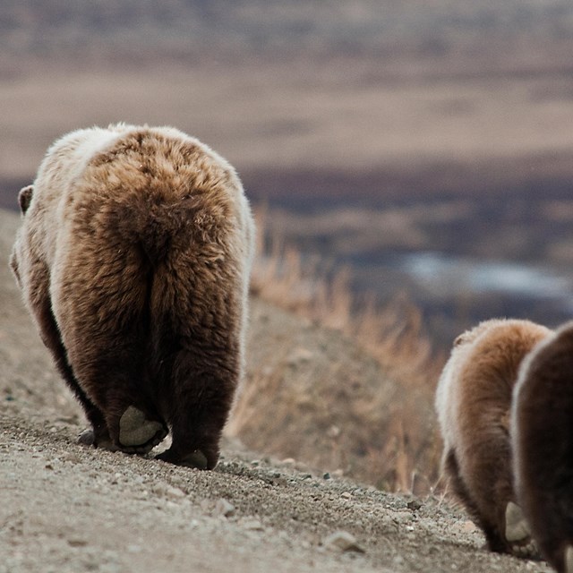 rear view of a grizzly and two cubs walking on a road