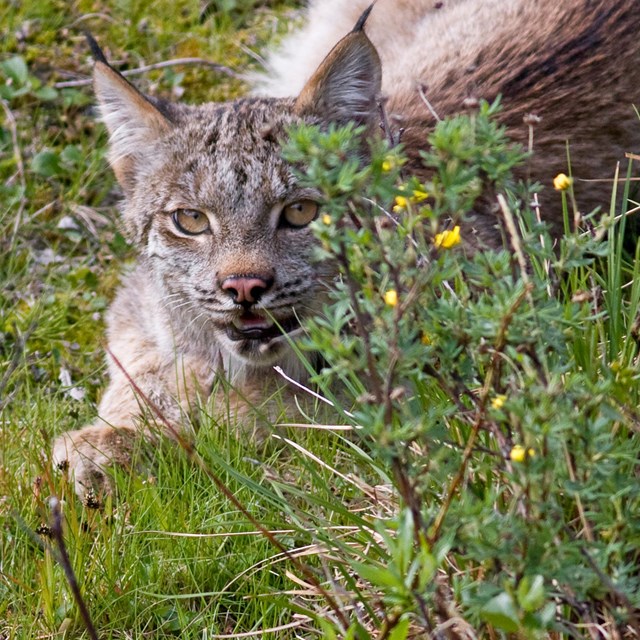 a lynx crouching behind a shrub