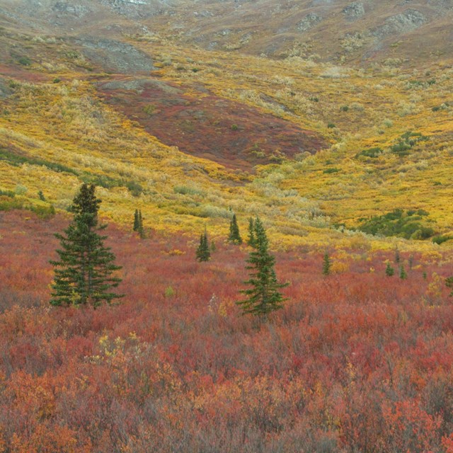 landscape of reddish bushes and green spruce trees