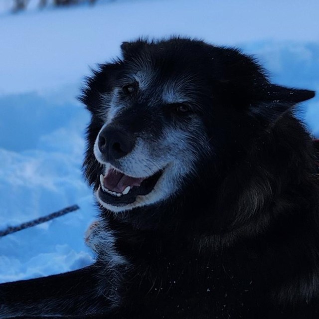 Black dog lays in front of a mountain