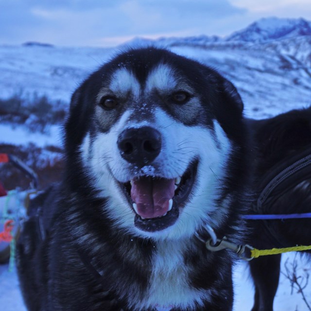 Dog smiles in the wilderness of Denali