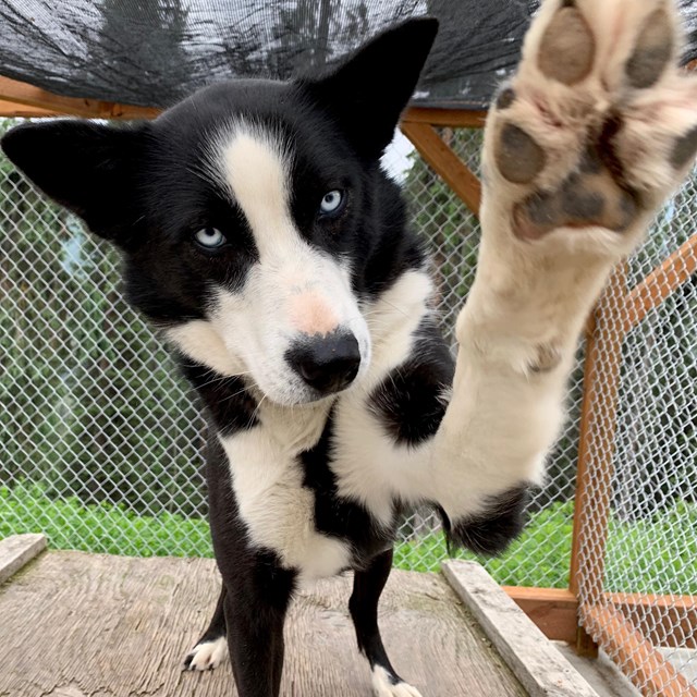 Sled dog tries to high five the camera