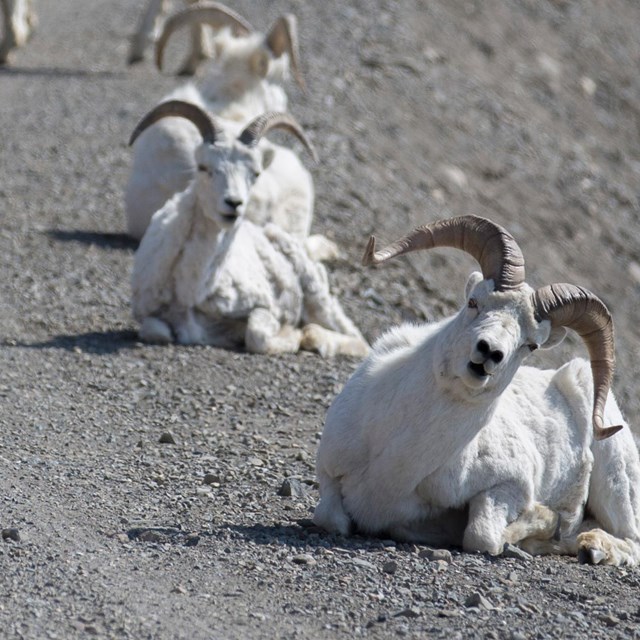 three white colored sheep sitting on a gravel road