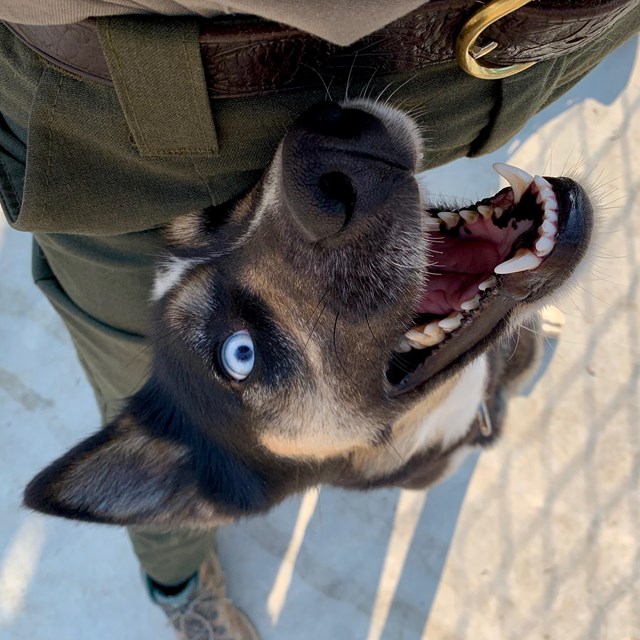 A dog looks up at a ranger expectantly for a treat