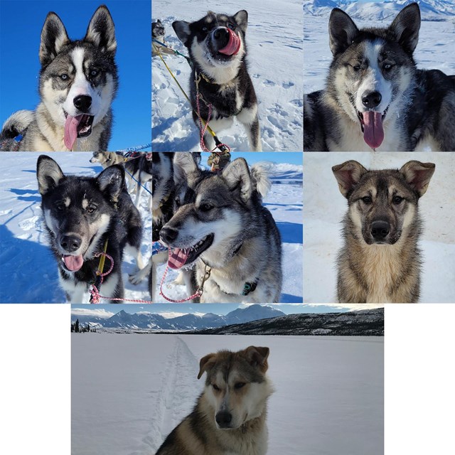 7 Alaskan Huskies