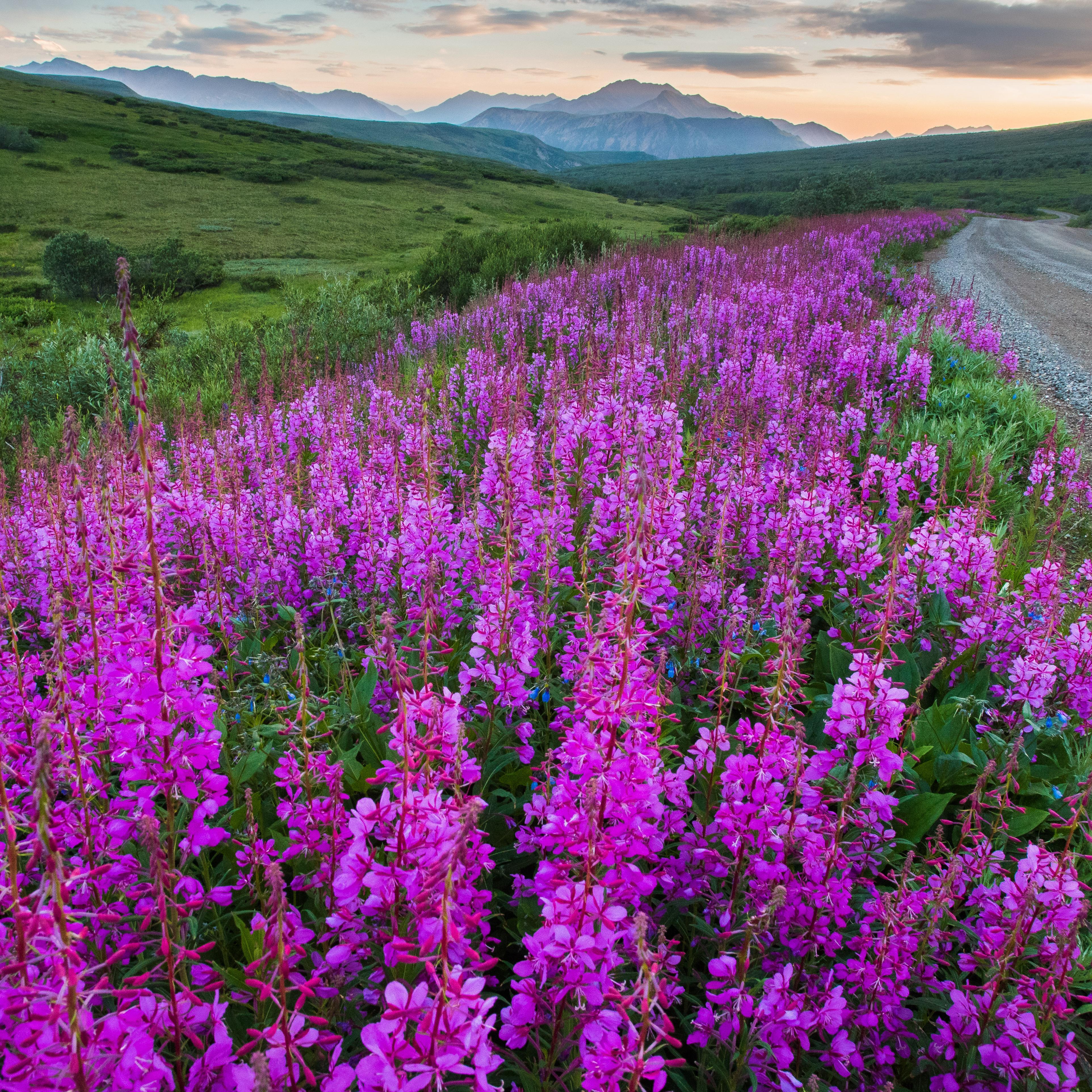 Bright pink fireweed blooms at the base of a shrubby hillside next to a gravel road.