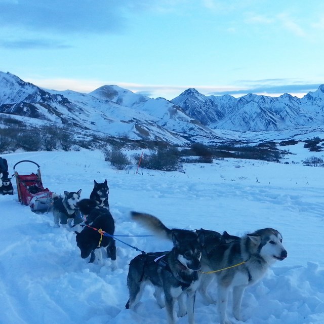 a team of dogs pulling a sled through a snowy landscape 