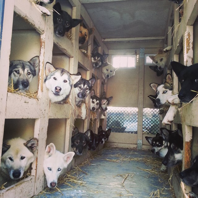 numerous dogs in dog boxes in the back of a truck