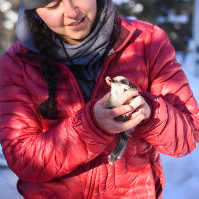 Woman holds gray bird in her hands