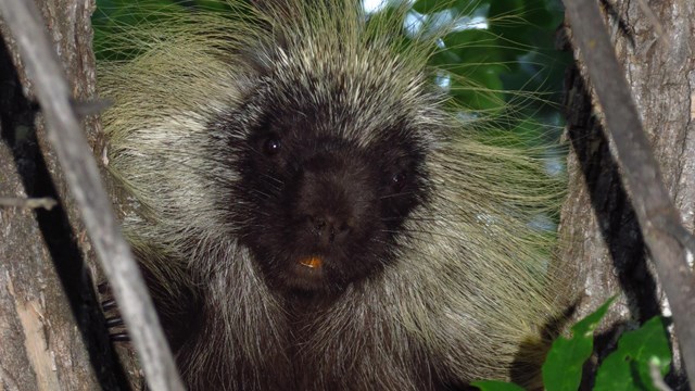 A close-up image of a porcupine