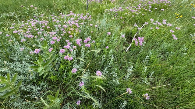 A filed of purple flowers