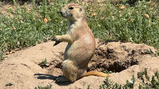 A prairie dog sitting next to his burrow.