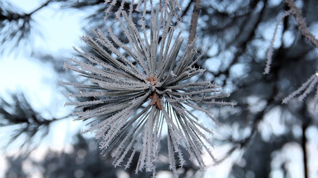 A closeup of frosty ponderosa pine needles.