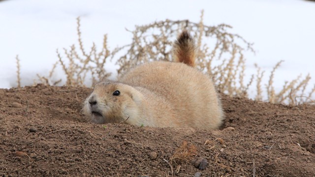 A prairie dog crouched in the snow.