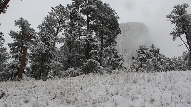 Snowy grass and pine trees sit in front of the Devils Tower monolith.