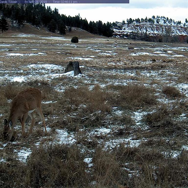 A grassy field with a deer and snow covered cliffs in background