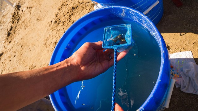 pupfish being picked out of a blue bucket with a small net