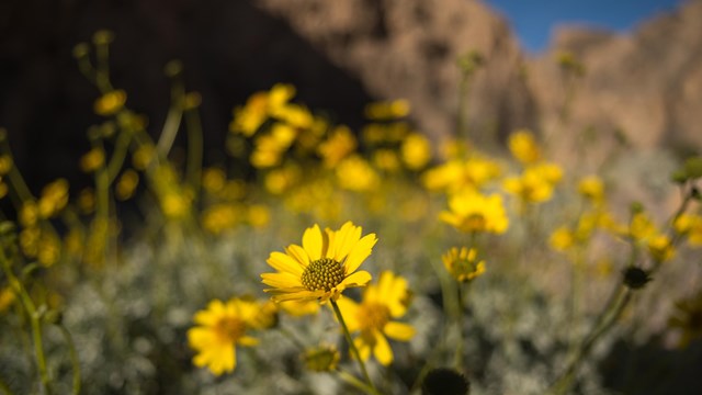 Yellow flowers in bloom with a brown canyon background