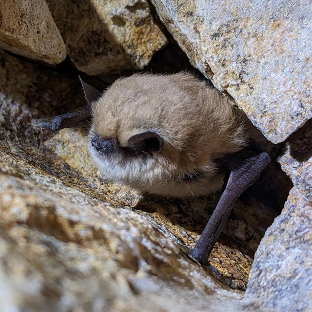 A light brown colored bat with fluffy hair. That is perched asleep in between some rocks.