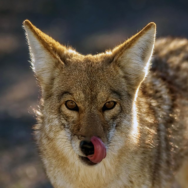A close-up of a coyote with its tongue sticking out, captured in natural light.