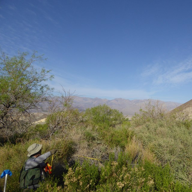 Person standing in shoulder-high dense shrubs, holding end of a measuring tape.
