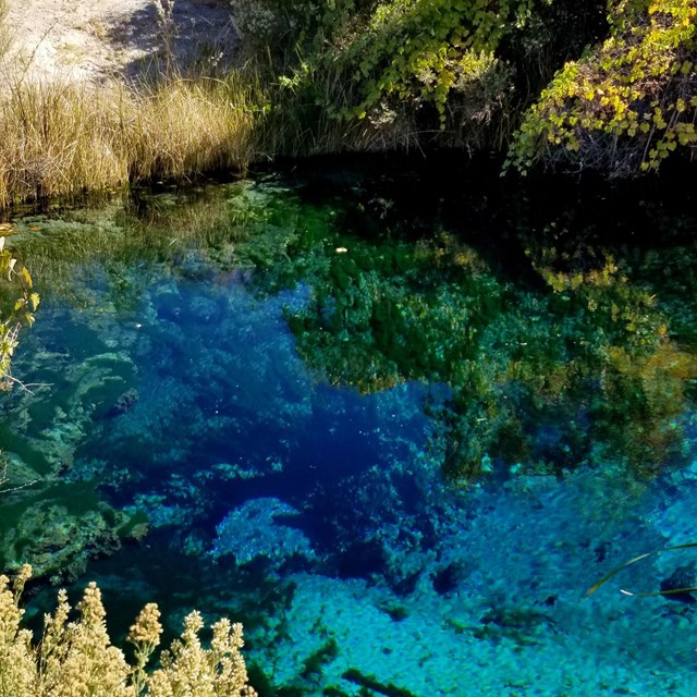 Wild grapevines droop over a clear, aquamarine-colored pool with desert trees and grasses in the bac