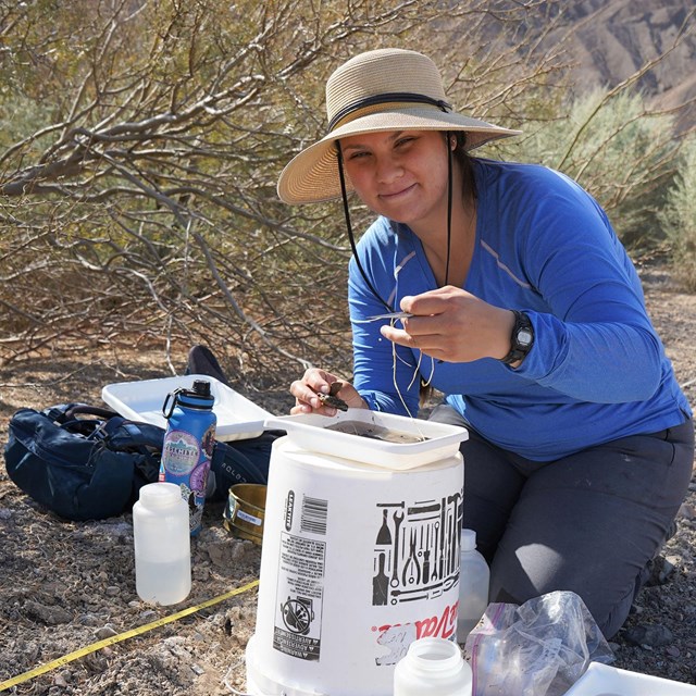 Woman kneeling over a tray for sorting invertebrates, with containers to preserve them nearby.