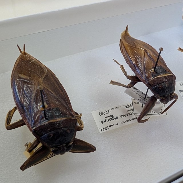 Large, deceased insect, pinned to a tray along with a tag containing museum catalog information.
