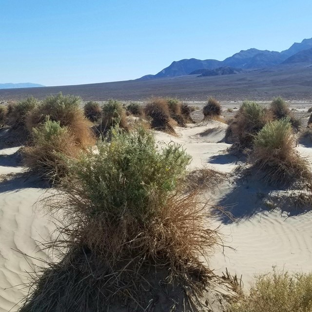 A patch of shrubby arrowweed grows on a desert valley floor in dense, elevated clumps.