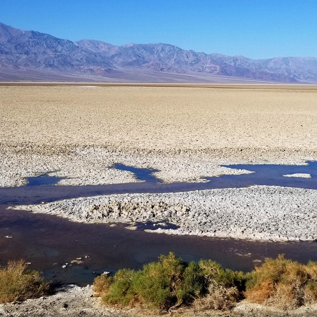 Succulent green shrubs of pickleweed line the edge of a pool that emerges from a vast salt flat.