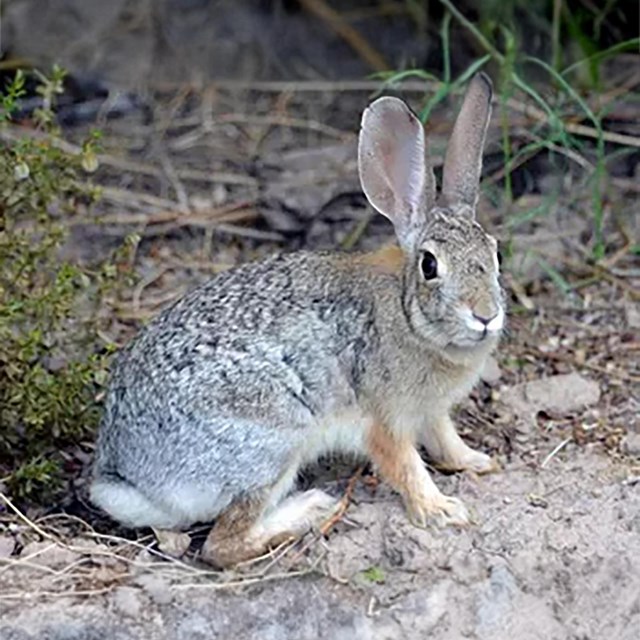 A grey and brown mottled rabbit sits in a natural setting, with foliage and rocky ground.