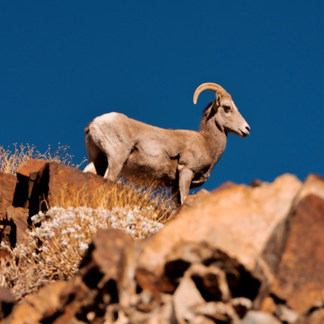 The image portrays a bighorn sheep standing majestically on a rocky slope.