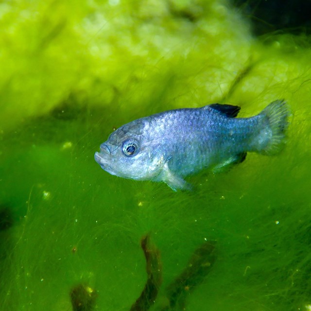 This photograph showcases an underwater scene with two prominently featured fish against green.