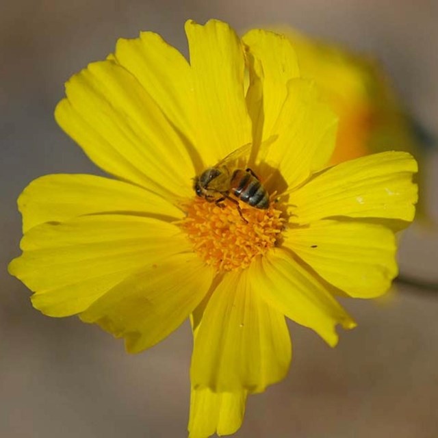 A bee sits on a yellow wildflower. NPS/Bob Greenburg