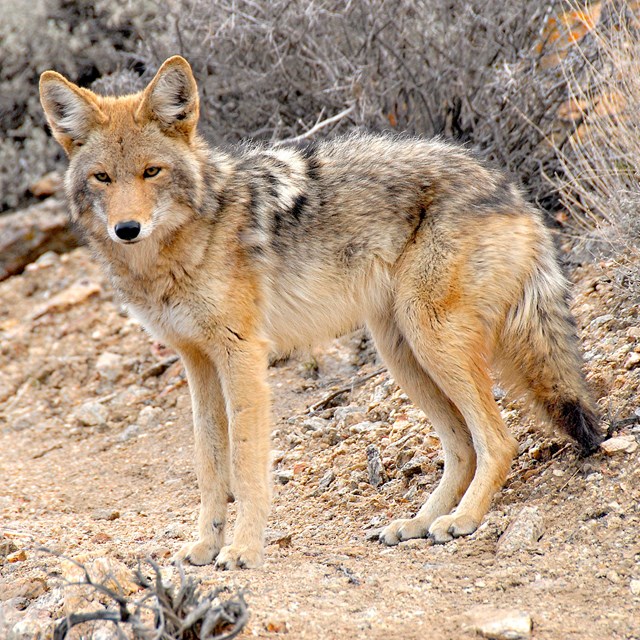 A coyote stands in a desert background. NPS/Neal Numi 