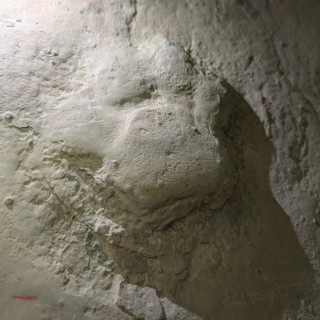 Color photograph of a fossilized big cat paw print in light brown sandstone. NPS