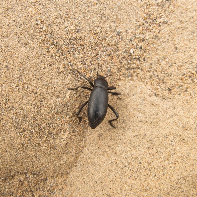 A large, black beetle crawling across sand. NPS/Kurt Moses