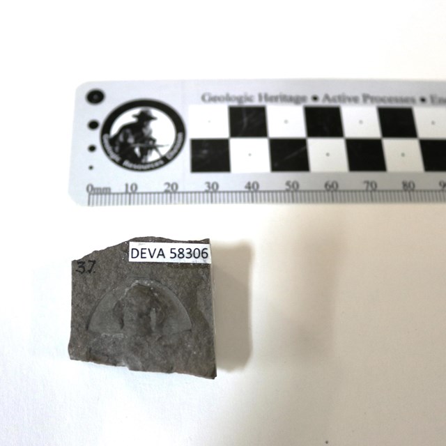 Close-up of a small rock with a trilobite impression. NPS/S. Saxe