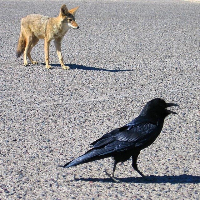 A raven stands with his beak open and a coyote stands behind. 