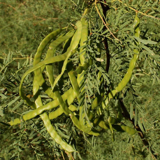 A pod of tightly packed beans hangs from the side of a mesquite tree. 