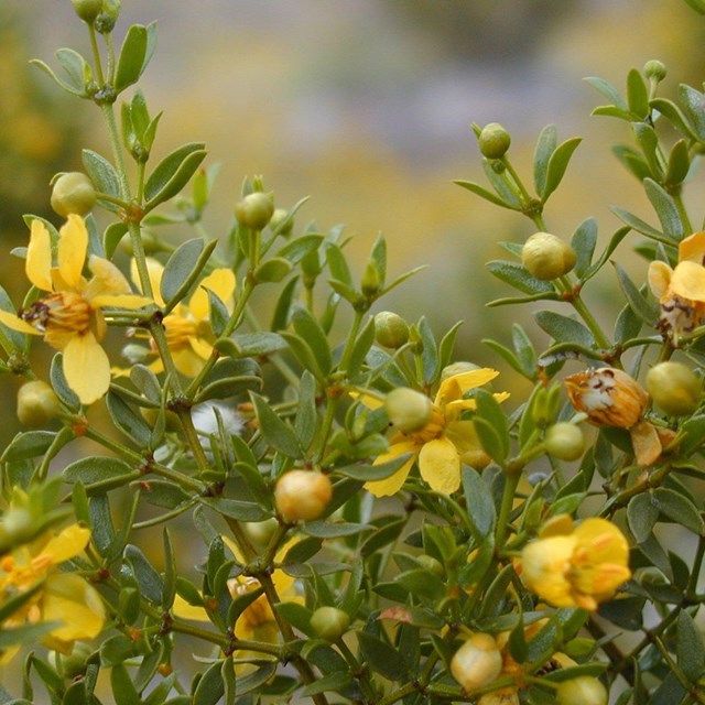 Zoomed in photo of yellow flowers, buds, and branches of shrubby bush. NPS 