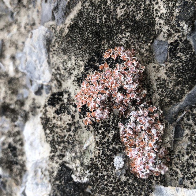 Close-up image of textured fuzzy, black patches of soil with orange lichen on it. NPS/B. Garcia