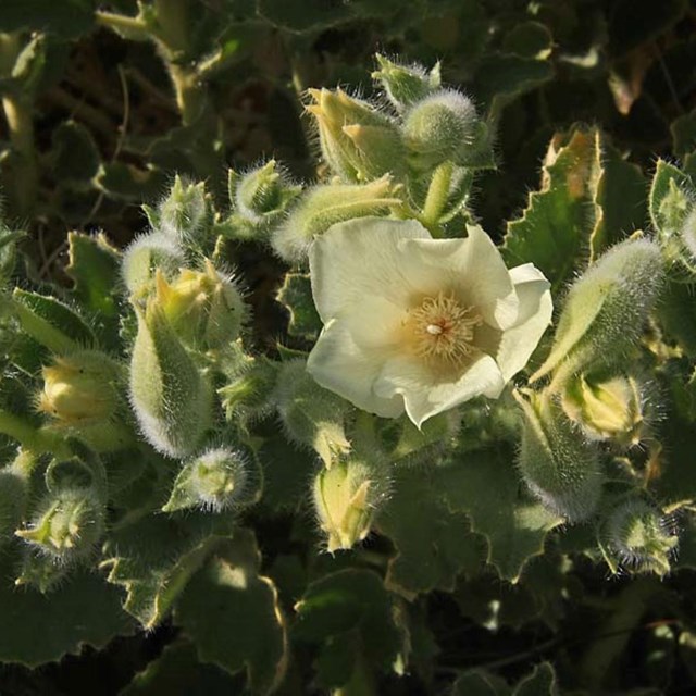 A small shrub with green fuzzy leaves and a white-petalled flower with a yellow center. 