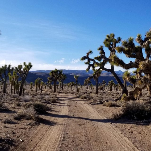 A narrow, sandy dirt road winds through a forest of spiky Joshua trees. NPS/L. Johnston