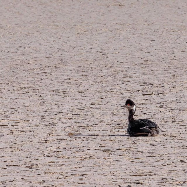 A lone waterbird with a bright red eye sits on a dry, cracked playa. NPS/J. Hallett