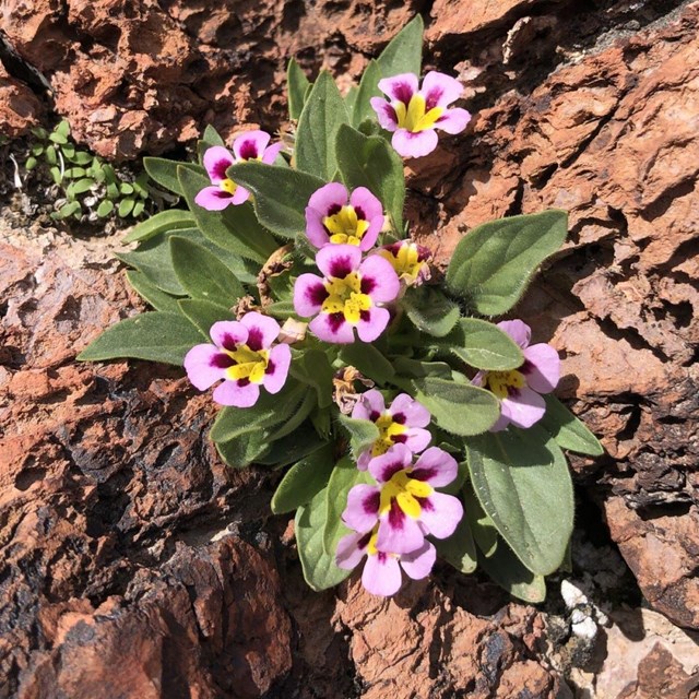 Flowers with pink and yellow petals and fuzzy green leaves sprouting from jagged reddish-brown rock.