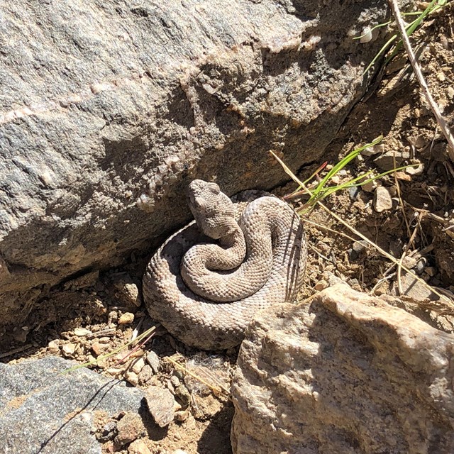 A small, coiled rattlesnake suns itself among rocks of a similar color. NPS/B. Garcia