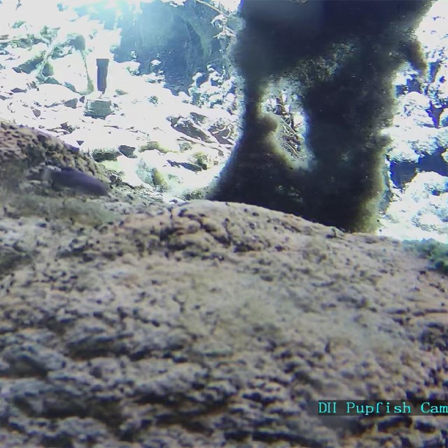 The image captures a rocky underwater scene, dominated by irregular stones and faint aquatic veg.