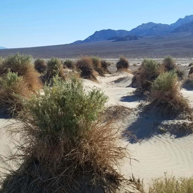 Clumps of grassy desert shrubs scattered over rippled, pale tan sand.